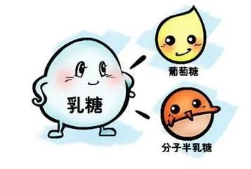 乳糖酶是什么？缺乏乳糖酶有四大危害！